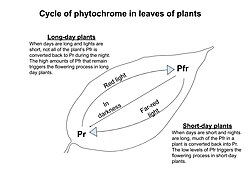 Pr converts to Pfr during the day time and Pfr slowly reverts to Pr during the night time. When nights are short, an excess amount of Pfr remains in the day time and during long nights, most of the Pfr is reverted to Pr.