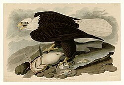 Feeding on catfish and other various fishes.[73] Painted by John James Audubon.