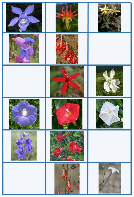 Evolution of multiple pollination syndromes. The columns from left to right are examples of bee, hummingbird and moth-pollination syndromes. Each row shows representatives of the same genus. The top row are columbines (Ranunculaceae). The second row are beardtongues (Plantagineaceae). Third row are catchfly (Caryophylaceae). The fourth row are morning glories (Convolvulaceae). The fifth row are larkspurs (Ranunculaceae) and the last row are gilias (Polemoniaceae). Photos by Stickpen, Walter Siegmund, Cstubben, Lionnel, Derek Ramsey, Jebulon, Dinkum, Forest & Kim Starr, S . Zenner, and Jerry Friedman.