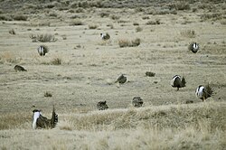 Greater sage-grouse at a lek, with multiple males displaying for the less conspicuous females