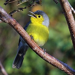 Oriente warbler