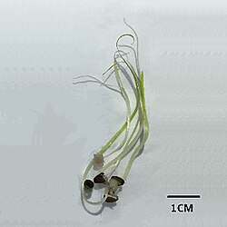 Zostera marina seedling[81]