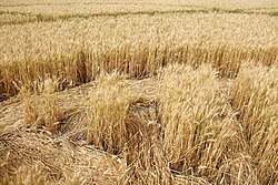 Detail of a crop circle in a field in Switzerland