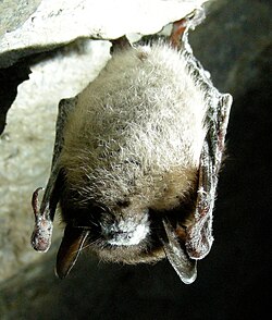 A little brown bat (Myotis lucifugus) with white nose syndrome