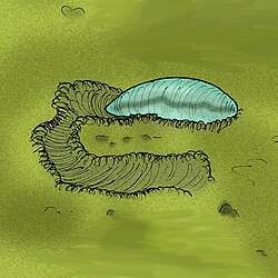 Ikaria wariootia, an early bilaterian[244]