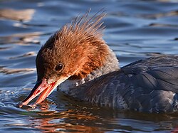 The sawtooth serrations of a common merganser's tomia help it to hold tight to its fish prey.