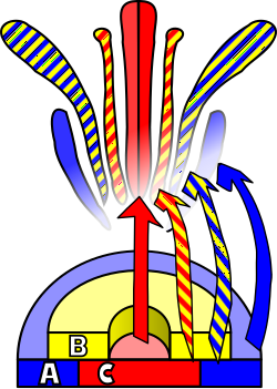 The ABC model of flower development was developed through studying A. thaliana.