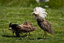 The ruff (shown here in breeding plumage) was named Tringa pugnax in 1758