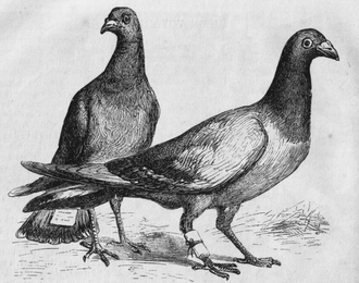 Pigeons with messages attached