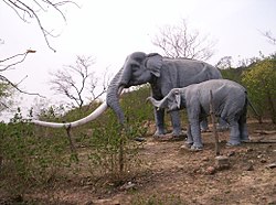 Life-sized models of Stegodon