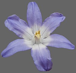 Close-up of a flower, showing the 'cup' formed by the flattened filaments of the stamens
