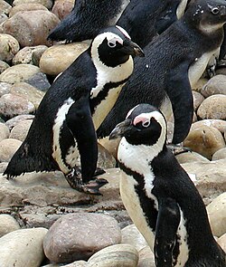 The African penguin was named Diomedea demersus in 1758