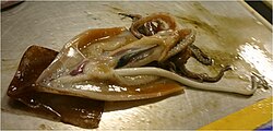 Male Onykia ingens with penis erected to 67 cm (26 in)