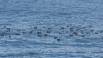Rafting, a common behaviour in shearwaters