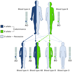 A and B blood types in humans show co-dominance, but the O type is recessive to A and B.