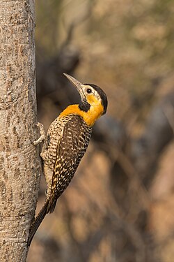Campo flickerColaptes campestrisfemale, Brazil