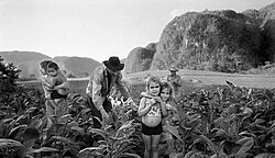 Manuel Rivera-Ortiz: Tobacco Harvesting, Viñales Valley, Cuba 2002
