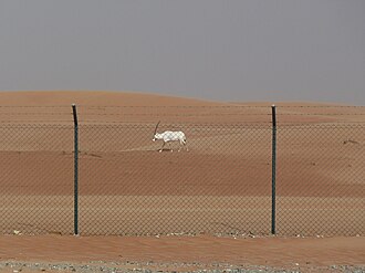 An oryx in the Wildlife Reserve in Al Wusta in 2012. The reserve was formerly the Arabian Oryx Sanctuary, a UNESCO World Heritage Site that was delisted in 2007.