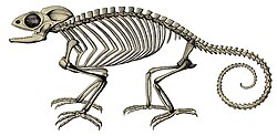 Skeleton of common chameleon