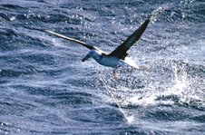 This black-browed albatross has been hooked on a longline.