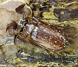 Polyphylla fullo has distinctive fan-like antennae, one of several distinct forms for the appendages among beetles.