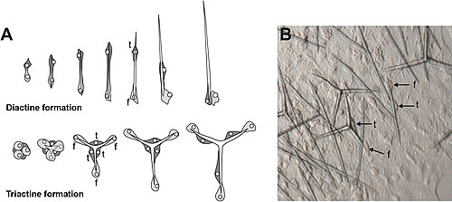 Spicule formation by sclerocytes in calcareous sponges [48] (A) Movement of founder cell (f) and thickener (t) cells during diactine and triactine formation; (B) in vivo formation of spicules by sclerocytes (f = founder cell, t = thickener cell). Modified from Voigt et al. (2017).[50]
