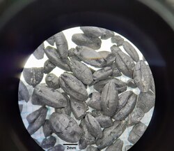 Charred barley grains viewed through a low-powered microscope.