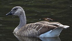 A Canada goose with leucism, exhibiting paler plumage than normal