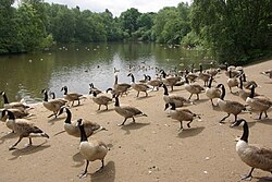 Approaching to beg for food in a Manchester park, a learned behavior