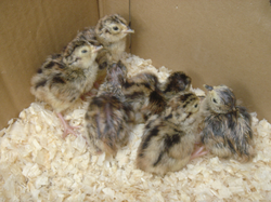 Chicks about one hour after hatching
