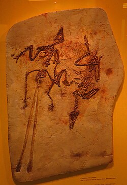 Cast of a slab with long and short tailed specimens of C. sanctus