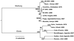 Phylogenetic tree comparing ebolaviruses and marburgviruses. Numbers indicate percent confidence of branches.