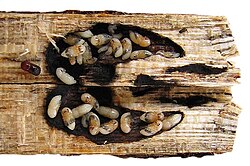 Gallery of Xylosandrus crassiusculus split open, with pupae and black fungus