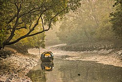 The Sundarbans is the largest mangrove forest in the world.