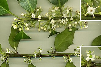 Ilex aquifolium has unisexual flowers and is dioecious: (above and top right) a 'shoot' with flowers from a male plant, showing robust stamens with pollen, and a female-flower stigma, reduced and sterile; and (below and bottom right) a shoot with flowers from a female plant, showing a robust stigma and male-flower stamens (staminodes), reduced, sterile, with no pollen.