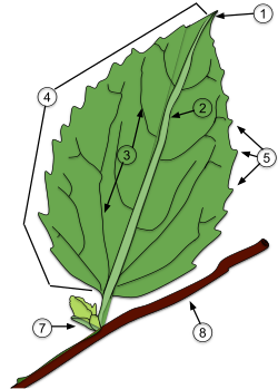 Diagram of a simple leaf. ApexMidvein (Primary vein)Secondary veinLaminaLeaf marginPetioleBudStem