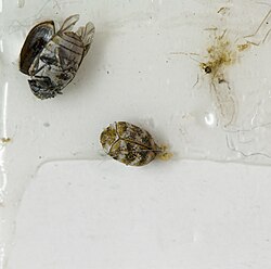 Anthraenus verbasci caught on a sticky blunder trap in a museum.