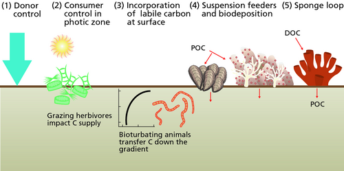 Organic matter supply to sediments ocean [68] (1) Organic matter settling from the water column is deposited at seafloor (donor control; fixed flux upper boundary condition).(2) Sediments in the photic zone are inhabited by benthic microalgae that produce new organic matter in situ and grazing animals can impact the growth of these primary producers.(3) Bioturbating animals transfer labile carbon from the sediment surface layer to deeper layers in the sediments. (Vertical axis is depth; horizontal axis is concentration)(4) Suspension-feeding organisms enhance the transfer of suspended particulate matter from the water column to the sediments (biodeposition).(5) Sponge consume dissolved organic carbon and produce cellular debris that can be consumed by benthic organisms (i.e., the sponge loop).[67]