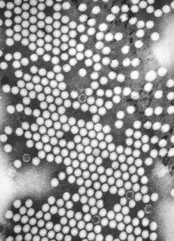 Poliovirus was among the first virus genomes synthesized from scratch and used to create viruses capable of infection. This has led to concern that it and other infectious viruses could be manufactured for harmful purposes.[6]: 39