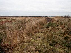 A footpath through the Humberhead nature reserve