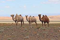 Camels walking in the Gobi Desert.