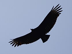 Wings like those of black vultures are used for soaring flight