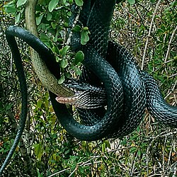 A colubrid snake, Dolichophis jugularis, eating a legless lizard, Pseudopus apodus. Most reptiles are carnivorous, and many primarily eat other reptiles and small mammals.