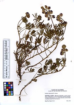 Lupinus tidestromii, one of several species named after Tidestrom