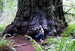 Redwood tree in northern California redwood forest, where many redwood trees are managed for preservation and longevity, rather than being harvested for wood production