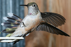 Female landing on a feeder