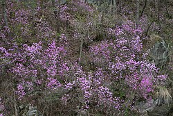 Blooming Azalea, the county flower