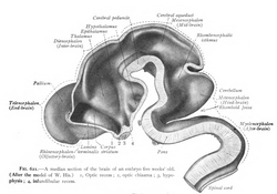 Spinal cord seen in a midsection of a five-week-old embryo