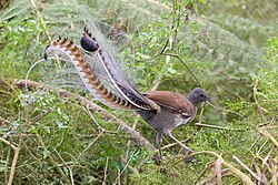 Male superb lyrebird (Menura novaehollandiae): This unique songbird shows strong sexual dimorphism, with a peculiarly apomorphic display of plumage in males.
