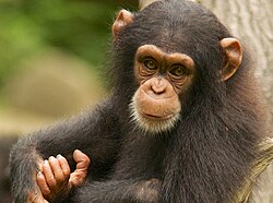 Chimpanzee (Pan troglodytes) infant